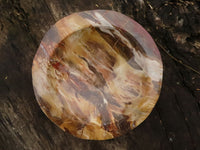 Polished Gorgeous Petrified Podocarpus Wood Bowl  x 1 From Mahajanga, Madagascar - TopRock