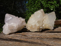 Natural White Spirit Cactus Quartz Clusters  x 12 From Boekenhouthoek, South Africa - Toprock Gemstones and Minerals 