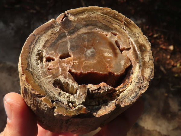 Polished  Petrified Wood Branch Pieces x 2 From Gokwe, Zimbabwe