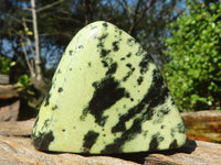 Polished Stopped Leopard Stone Standing Free Forms  x 12 From Nyanga & Shamva, Zimbabwe - Toprock Gemstones and Minerals 