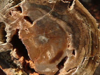 Polished  Petrified Wood Branch Pieces x 2 From Gokwe, Zimbabwe