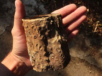 Polished  Petrified Wood Branch Pieces x 2 From Gokwe, Zimbabwe