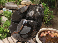 Polished Extra Large Septerye Sauvage "Dragons" Egg With Metal Stand  x 2 From Mahajanga, Madagascar - Toprock Gemstones and Minerals 