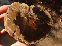 Polished  Petrified Wood Branch Pieces x 2 From Gokwe, Zimbabwe