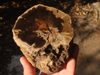 Polished  Petrified Wood Branch Pieces x 2 From Gokwe, Zimbabwe