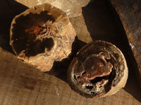 Polished  Petrified Wood Branch Pieces x 2 From Gokwe, Zimbabwe