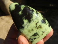 Polished Stopped Leopard Stone Standing Free Forms  x 12 From Nyanga & Shamva, Zimbabwe - Toprock Gemstones and Minerals 