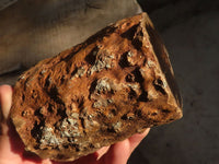 Polished  Petrified Wood Branch Pieces x 2 From Gokwe, Zimbabwe