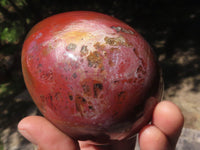 Polished Petrified Red Podocarpus Wood Eggs x 3 From Mahajanga, Madagascar - TopRock