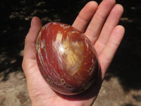 Polished Petrified Red Podocarpus Wood Eggs x 3 From Mahajanga, Madagascar - TopRock