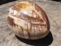 Polished Petrified Red Podocarpus Wood Eggs x 3 From Mahajanga, Madagascar - TopRock