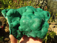 Natural Botryoidal Malachite Specimens  x 2 From Congo