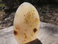 Polished Semi Translucent Dendritic Agate Standing Free Forms  x 4 From Moralambo, Madagascar - TopRock