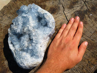 Natural Celestite Specimen Has Damage But Nice x 1 From Sakoany, Madagascar - TopRock