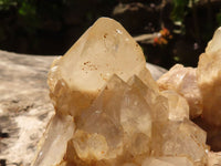 Natural Cascading White Phantom Smokey Quartz Cluster  x 1 From Luena, Congo - TopRock