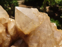 Natural Cascading White Phantom Smokey Quartz Cluster  x 1 From Luena, Congo - TopRock