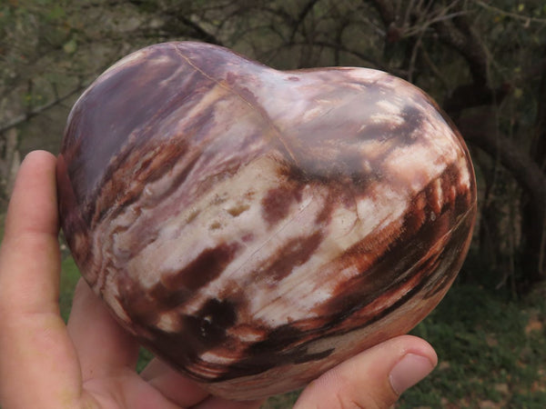 Polished Large Petrified Podocarpus Wood Heart x 1 From Mahajanga, Madagascar - TopRock