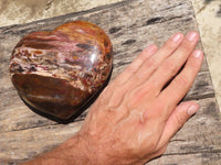 Polished Extra Large Petrified Podocarpus Wood Heart  x 1 From Madagascar - TopRock