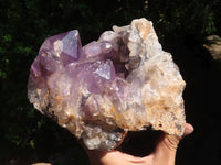 Natural Amethyst Vug Geode Specimen  x 1 From Zambia - TopRock