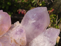 Natural Jacaranda Amethyst Clusters x 2 From Zambia