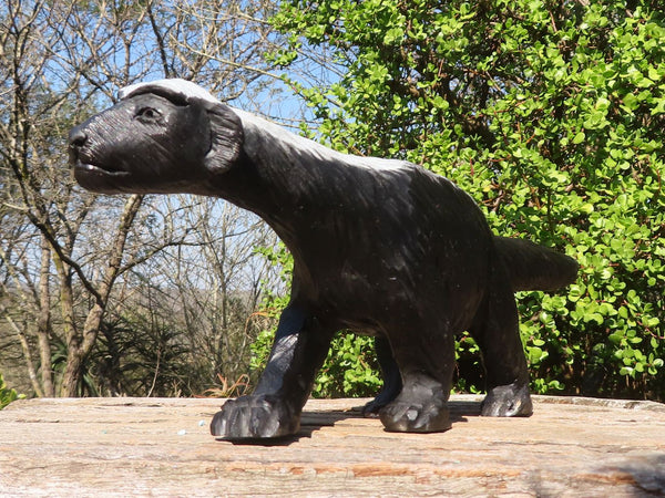 Polished  Large Black Soapstone Honey Badger Carving x 1 From Zimbabwe