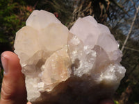 Natural White Cactus Flower Spirit Quartz Specimens x 6 From Boekenhouthoek, South Africa