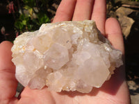 Natural White Cactus Flower Spirit Quartz Specimens x 6 From Boekenhouthoek, South Africa