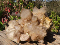 Natural Large Cascading White Phantom Smokey Quartz Cluster x 1 From Luena, Congo