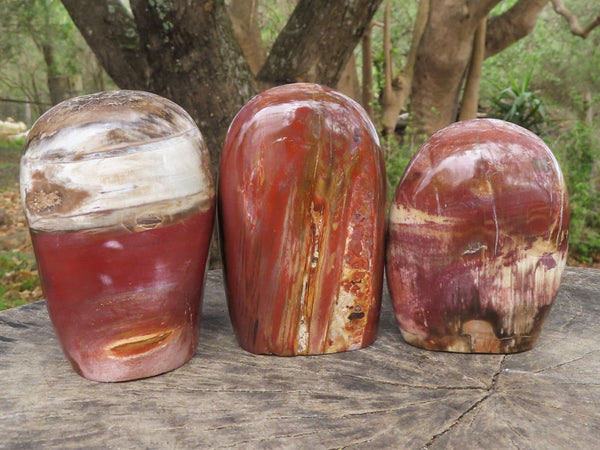 Polished Petrified Red Podocarpus Wood Standing Free Forms x 3 From Mahajanga, Madagascar - TopRock