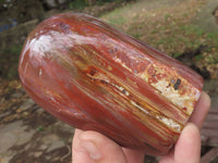 Polished Petrified Red Podocarpus Wood Standing Free Forms x 3 From Mahajanga, Madagascar - TopRock