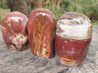 Polished Petrified Red Podocarpus Wood Standing Free Forms x 3 From Mahajanga, Madagascar - TopRock