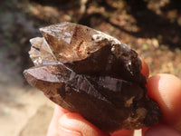 Natural Stunning Smokey Quartz Crystal Specimens x 24 From Mulanje, Malawi