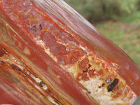 Polished Petrified Red Podocarpus Wood Standing Free Forms x 3 From Mahajanga, Madagascar - TopRock