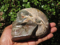 Polished Opalized Fossil Skull Carving  x 1 From Madagascar - Toprock Gemstones and Minerals 