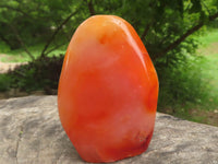 Polished Gorgeous Carnelian Agate Standing Free Forms  x 6 From Madagascar - TopRock