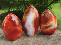 Polished Gorgeous Carnelian Agate Standing Free Forms  x 6 From Madagascar - TopRock