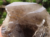 Polished Single Smokey Quartz Crystals (One With Golden Rutile) x 6 From Erongo, Namibia - TopRock