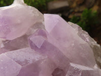 Natural Jacaranda Amethyst Clusters  x 6 From Mumbwa, Zambia - Toprock Gemstones and Minerals 