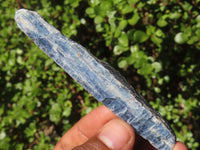 Natural Single Blue Kyanite Crystals  x 35 From Karoi, Zimbabwe - Toprock Gemstones and Minerals 