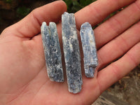 Natural Single Blue Kyanite Crystals  x 1.6 Kg Lot From Zimbabwe