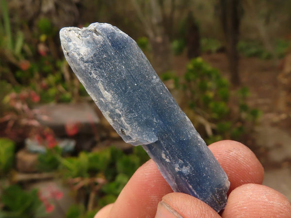 Natural Single Blue Kyanite Crystals  x 1.6 Kg Lot From Zimbabwe