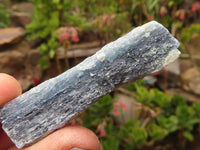 Natural Single Blue Kyanite Crystals  x 1.6 Kg Lot From Zimbabwe