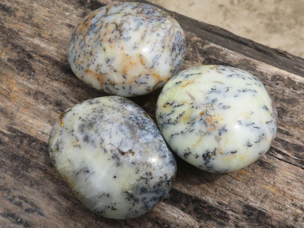 Polished Dendritic Opal Palm Stones  x 12 From Madagascar - TopRock