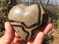 Polished Gorgeous Septerye Gemstone Hearts x 6 From Madagascar