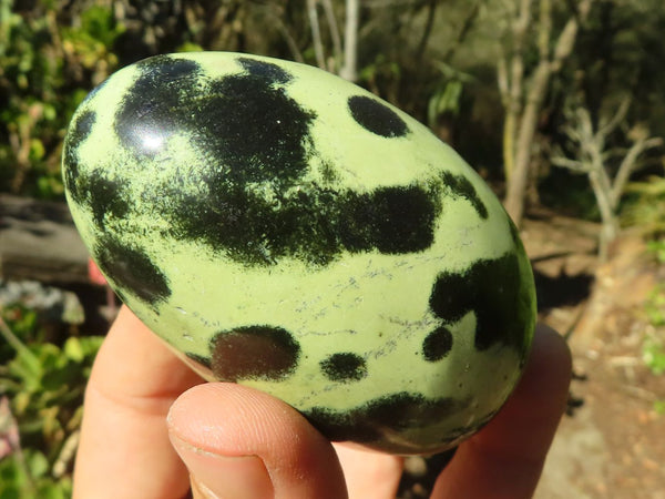 Polished Spotted Leopard Stone Free Forms  x 6 From Zimbabwe - Toprock Gemstones and Minerals 