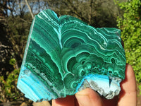 Polished Gorgeous Malacholla (Malachite & Chrysocolla) Slices  x 6 From Congo - Toprock Gemstones and Minerals 