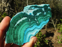 Polished Gorgeous Malacholla (Malachite & Chrysocolla) Slices  x 6 From Congo - Toprock Gemstones and Minerals 