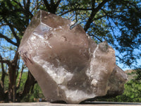 Natural Large Smokey Quartz Crystal With Polished Terminations  x 1 From Mt. Mulanje, Malawi - TopRock