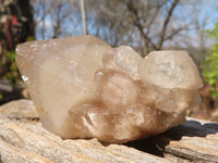 Natural Small Cascading Smokey Phantom Quartz Clusters x 12 From Luena, Congo