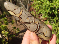 Polished Blue Calcite & Septerye Massage Wands x 5 From Madagascar